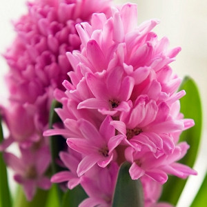 Hyacinthus Orientalis 'Pink Pearl', Hyacinth 'Pink Pearl', Dutch Hyacinth, Hyacinthus Orientalis, Common Hyacinth, Spring Bulbs, Spring Flowers, pink hyacinth, pink flower
